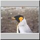 0317_MI_Koenigspinguin.jpg