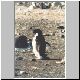 0905_CH_Adeliepinguin.jpg