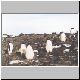 1520_RI_Adeliepinguine.jpg