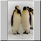 2216_Golikov_Bay_Kaiserpinguine.jpg