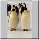 2234_Golikov_Bay_Kaiserpinguine.jpg
