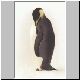 2237_Golikov_Bay_Kaiserpinguin.jpg