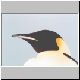 2301_Golikov_Bay_Kaiserpinguin.jpg