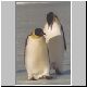 2314_Golikov_Bay_Kaiserpinguine.jpg