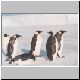 2315_Golikov_Bay_Kaiserpinguine.jpg