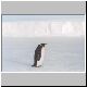 2317_Golikov_Bay_Kaiserpinguin.jpg
