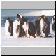 2325_Golikov_Bay_Kaiserpinguine.jpg