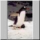 2730_Petermann_Island_Eselspinguin.jpg