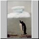 2733_Petermann_Island_Eselspinguin.jpg