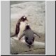 2735_Petermann_Island_Eselspinguine.jpg