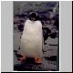 2736_Petermann_Island_Eselspinguin.jpg