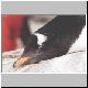 2828_Port_Lockroy_Eselspinguin.jpg