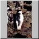 3013_Livingstone_Island_Zuegelpinguin.jpg